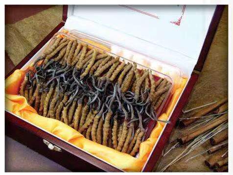 立山冬虫夏草回收